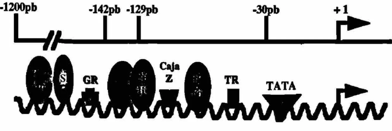 Figura 3. Regulación transcripcional del gen hGH-N. Sitios de unión a 