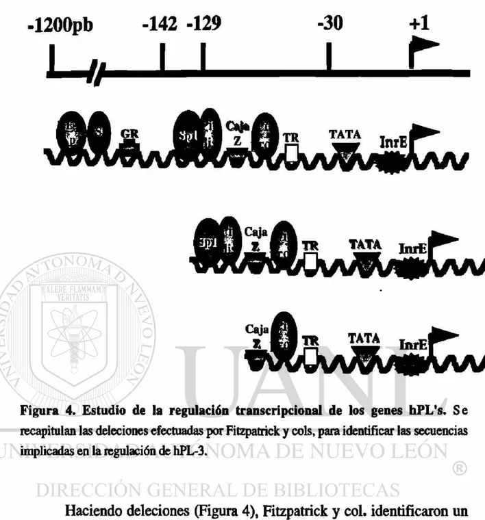 Figura 4. Estudio de la regulación transcripcional de los genes hPL's. Se  recapitulan las deleciones efectuadas por Fitzpatrick y cois, para identificar las secuencias  implicadas en la regulación de hPL-3