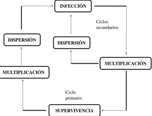 Figura 1. Ciclo de patogénesis genérico                                                    de una micosis vegetal 