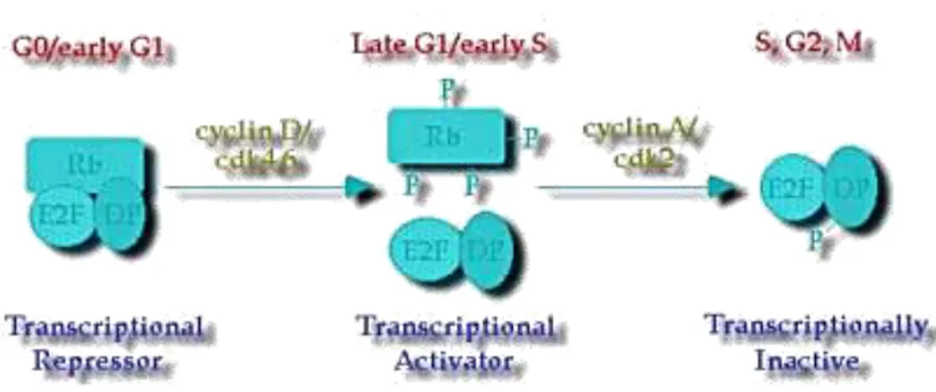 Fig. 2. Regulación transcripcional del ciclo celular mediada por E2F-1. El heterodímero E2F-1/DP 
