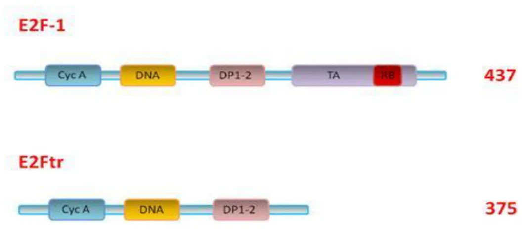 Fig.  3.  Representación  esquemática  de  E2F-1  y  E2Ftr.    E2Ftr  conserva  sus  dominios  de  unión  a 
