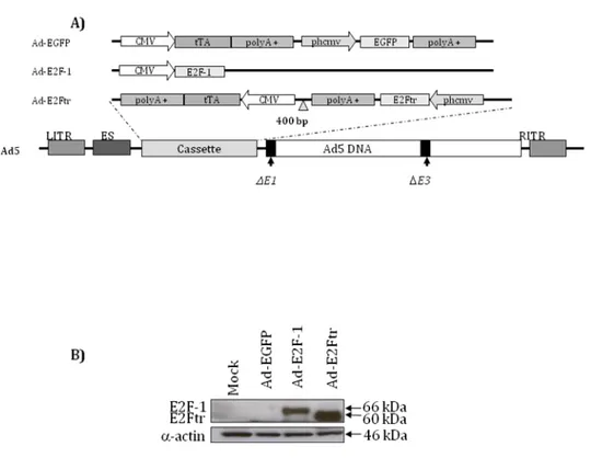 Fig.  5.  Representación  esquemática  de  las  construcciones  adenovirales  y  comparación  de  la  migración de las proteínas E2F-1 y E2Ftr mediante el ensayo de Western Blot