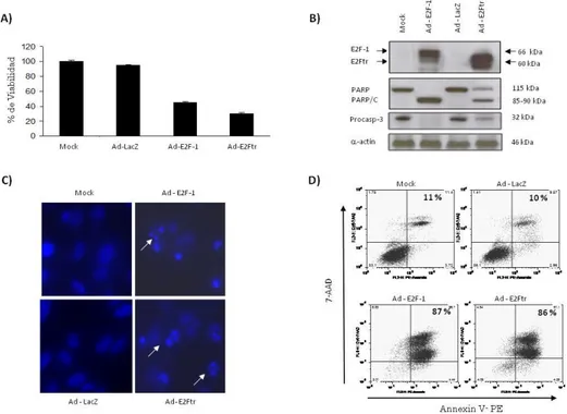 Fig. 8. Evaluación del mecanismo de apoptosis inducido por el Ad-E2Ftr.  A) Células SK-MEL-28 