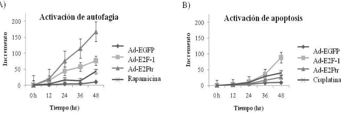 Fig. 10.  Activación de los mecanismos de autofagia y apoptosis por E2Ftr mediada por adenovirus