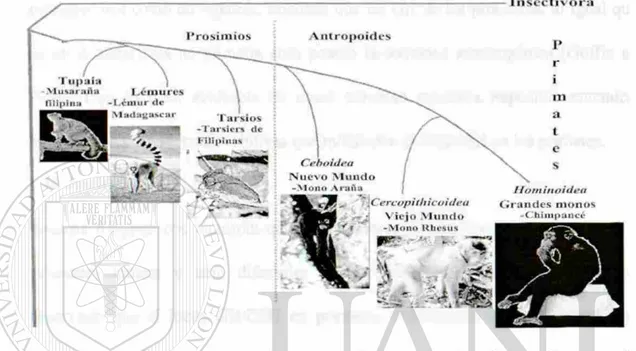 Figura 4. Evolución  d e los primates. Se muestra en forma esquematizada la evolución de los primates  (prosimios y antropoides), según datos paleontológicos