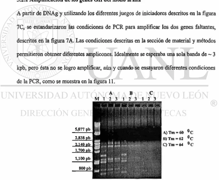 Figura 11. Amplificación  d e los genes del mono  a r a ñ a . A partir de DNAg y con los iniciadores  descritos en la figura 7 C se realizaron los ensayos de amplificación