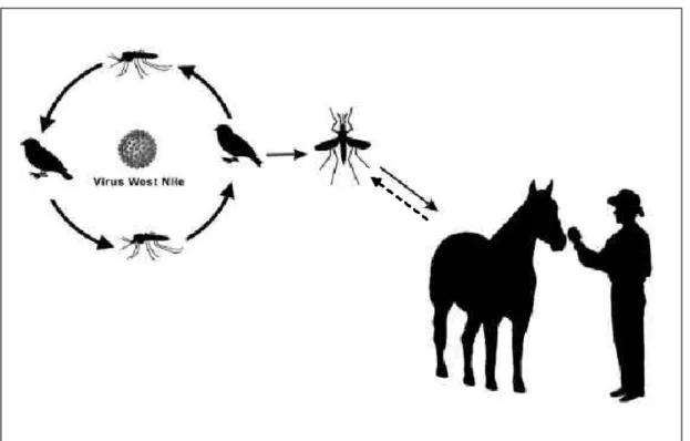 Figura 1. Ciclo del Virus del Oeste del Nilo. Adaptado de  Eldridge &amp; Edman 