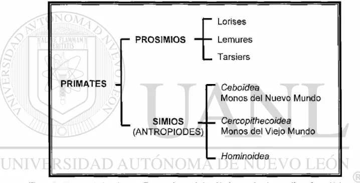 Figura 2.- Taxonomía de primates. Taxonomía actual obtenida de acuerdo a los estudios paleontológicos