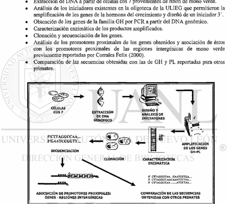 Figura 6.- Estrategia Genera!. Para la obtención de los genes relacionados a la GH en el mono verde, se  siguieron los pasos aquí indicados