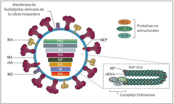 Figura 1  l El genoma del virus Influenza A es de RNA de polaridad negativa, codifica para 11 a 14 
