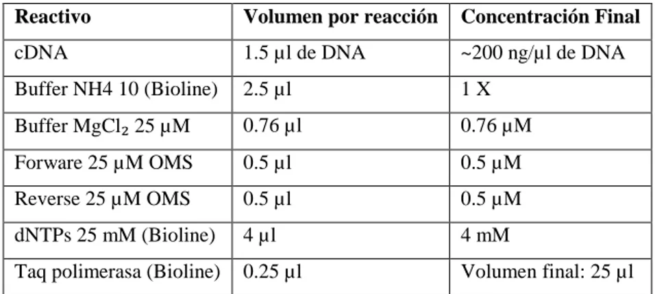 Tabla  2.  Condiciones  de  la  reacción  de  polimerasa:  Termociclador  TERMOHYBAID  PCRsprint