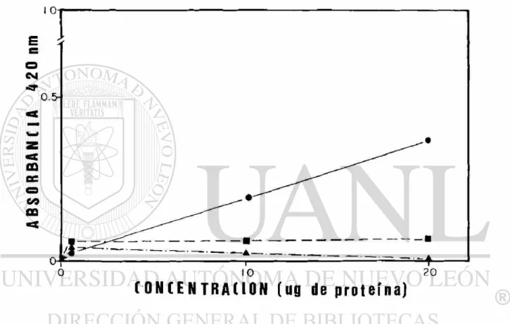 Figura 7.- Actividad de proteasa del extracto celular de N. 