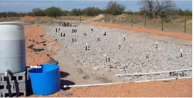Figura 1. Vista general y puntos de muestreo del pantano de flujo subsuperficial. 