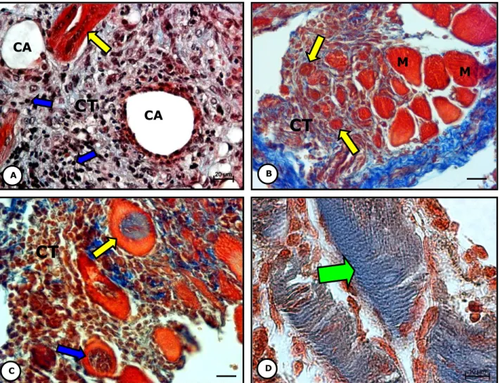 Fig. 1. Células TC-1 en el sitio de implante. Control sin tratamiento. Micrografía de luz