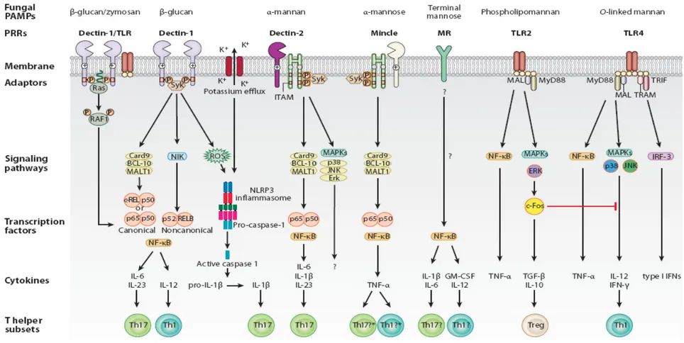 Figura 7. PRRs y vías de señalamiento intracelular que conducen a la diferenciación de células T cooperadoras (Th) antifúngicas