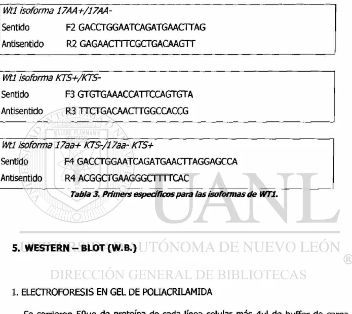 Tabla 3. Primers específicos para ¡as isoformas de WT1. 