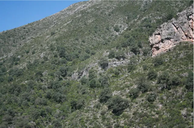 Figura  13.  Árboles  maduros  de  Pinus  pinceana,  de  El  Jaralito,  General  Cepeda,  Coahuila