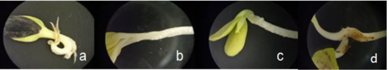 Figura 7. Respuestas de las plántulas de H. annuus a la irradiación de las semillas con UV- UV-B a y b (10X)  y UV-C c y d (40X)