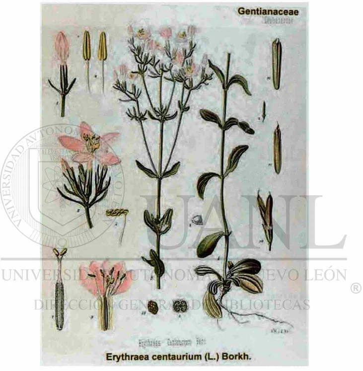 Figura 5. Centaurium quítense (Gentianaceae) syn: Erythraea centaurium 
