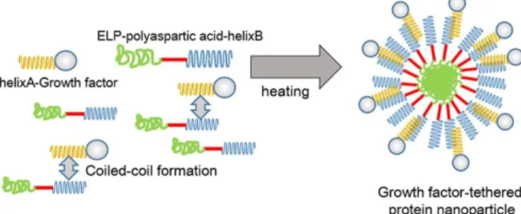 Figure  2.  Schematic  representation  of  the  tethering  of  the 