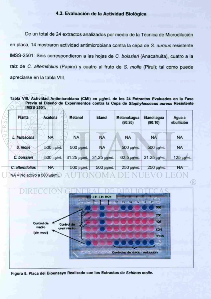 Tabla VIII. Actividad Antimicrobiana (CMI) en |ig/mL de los 24 Extractos Evaluados en la Fase  Previa al Diseño de Experimentos contra la Cepa de Staphylococcus aureus Resistente  IMSS-2501