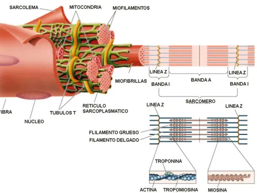 Figura 1. Microestructura del músculo. 