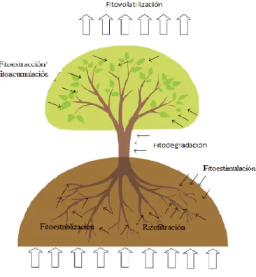 Figura 5.Técnicas de fitorremediación 