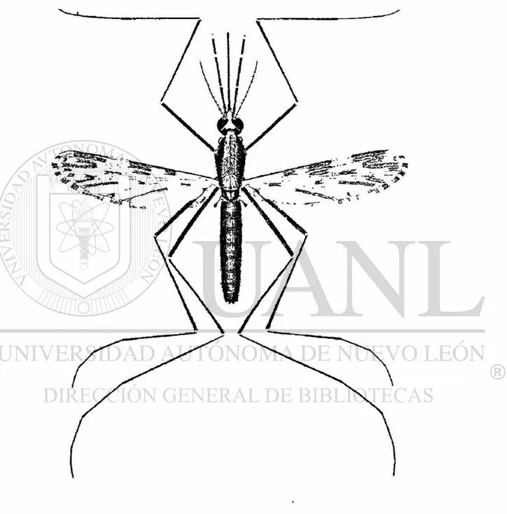 Figura 1: An. pseudopunctipennis 