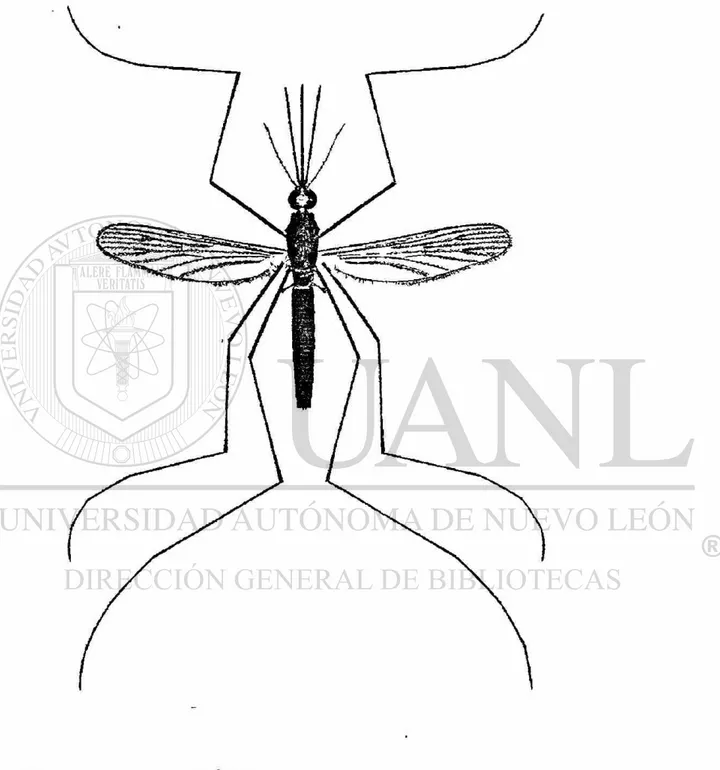 Figura 2. An. quadrimaculatus 