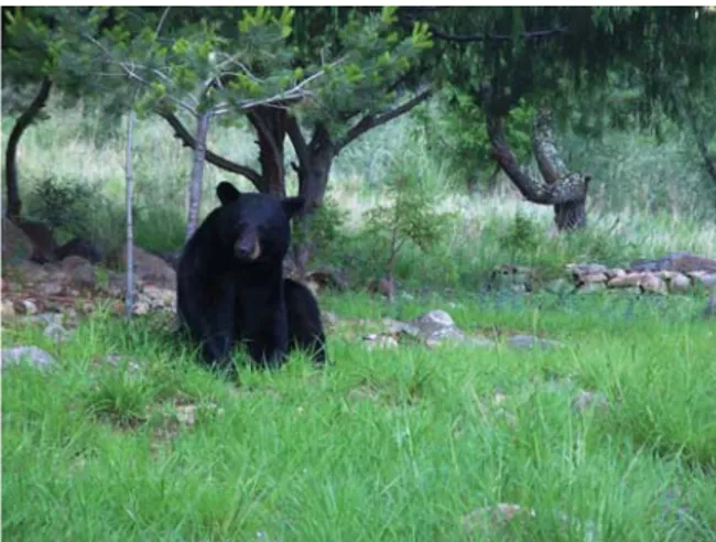 Fig. 1. Cría de oso negro en las serranías del Carmen, Coahuila.