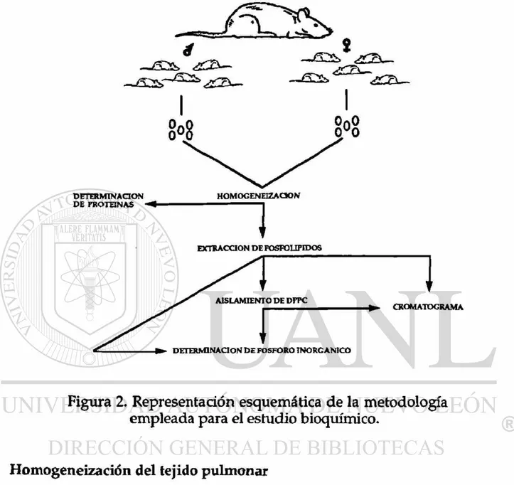 Figura 2. Representación esquemática de la metodología  empleada para el estudio bioquímico
