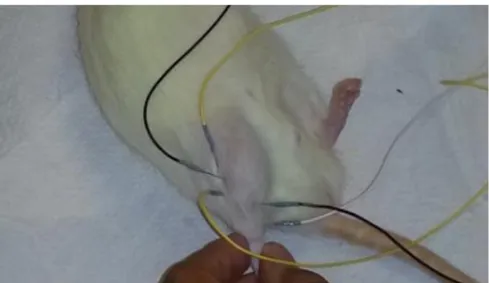 Figura 1:  Posición de los electrodos de aguja para la estimulación y registro de los PAMC,  en la pata trasera de la rata.