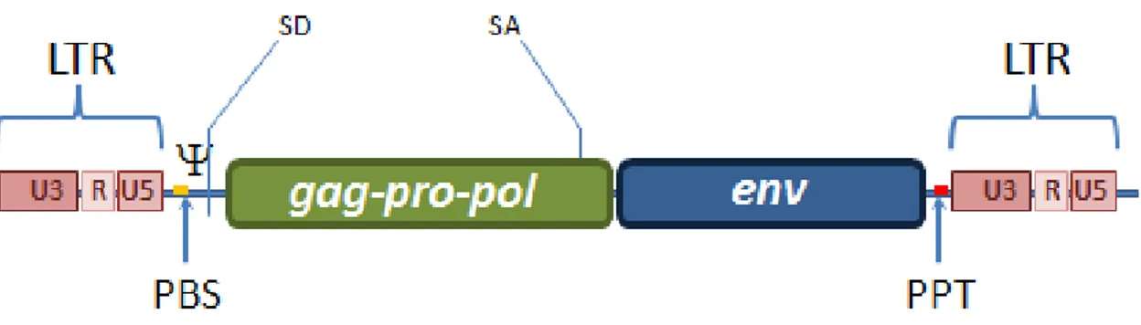 Figura 1. Estructura básica de un genoma retroviral. LTR (Long Terminal Repeats), son 