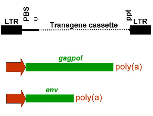 Figura 3. Sistemas de transducción retroviral. Los sistemas de vectores retrovirales de 