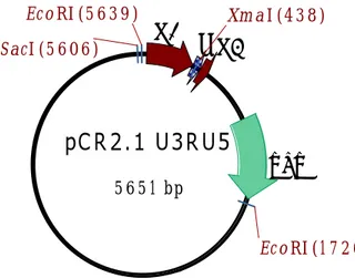 Figura 7. Plásmido con LTR 5 , señal de empaquetamiento y un segmento de gag del  XMRV