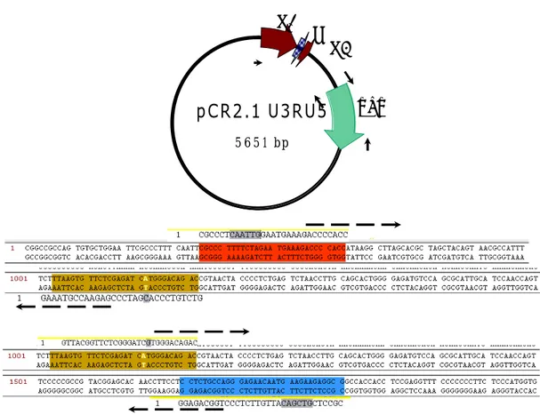 Figura 8. Estrategia SOE-PCR para mutar el ATG GTG de la región gag en el  plásmido pCR2.1 U3RU5