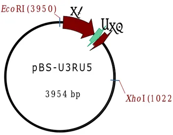 Figura 9. Plásmido pBS-U3RU5 para la generación de un esqueleto retroviral. 