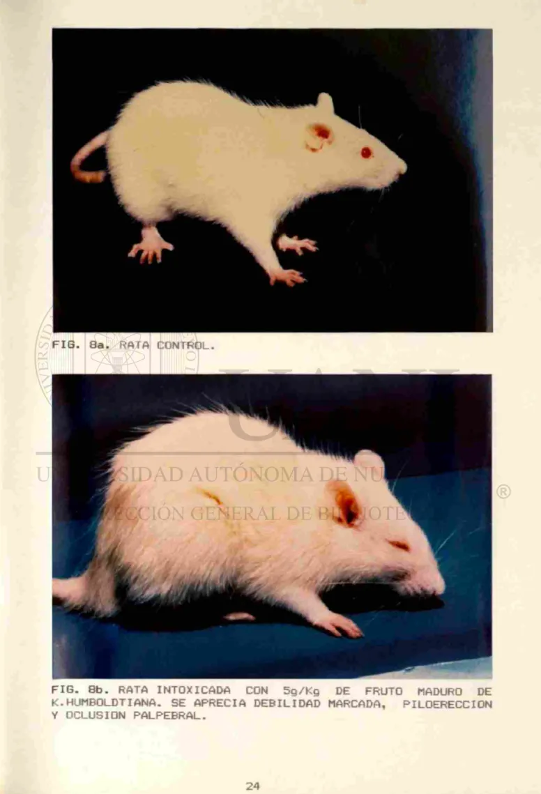 FIG. 8b. RATA INTOXICADA CON 5g/Kg DE FRUTO MADURO DE  K.HUMBOLDTIANA. SE APRECIA DEBILIDAD MARCADA, PILOERECCION  Y OCLUSION PALPEBRAL