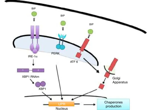 Figure 2 Misfolded Protein Response (MPR). When the flow of misfolded proteins to the ER is increased, the BIP protein chaperone is released from IRE-1␣, PERK and ATF6, allowing it to act as a transcription factor and allowing chaperone proteins synthesis,