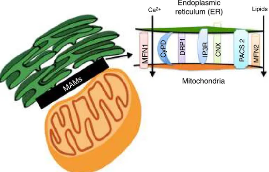 Figure 3 The Mitochondria-Associated Membranes (MAMs) are a microdomain made up of different proteins which are in charge of calcium homeostasis, transport of lipids, mitochondrial morphology and the oversight of cellular death