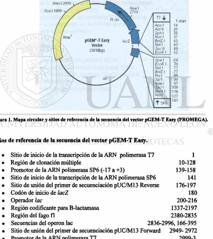 Figura 1. Mapa circular y sitios  d e referencia  d e la secuencia del vector  p G E M - T Easy (PROMEGA)