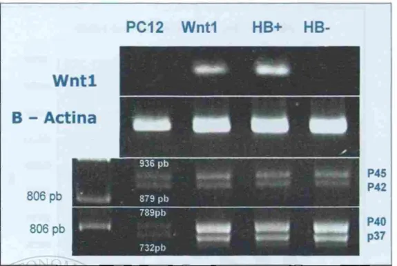 Figura 8. Efecto de wntl sobre los niveles del ARNrn de las isoformas funcionales de AUF1