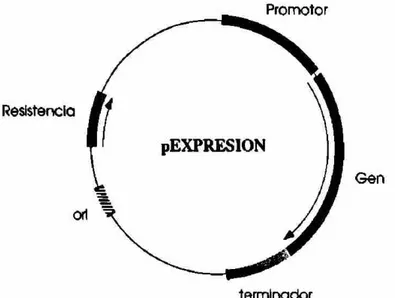 Figura 2. Plásmido Típico de Expresión Procariótica. Estos plásmidos portan  algunos elementos necesarios para su replicación (orí), genes de resistencia ó  selección, un promotor de la transcripción (Tac, Trc), terminador de la  transcripción y el gen que