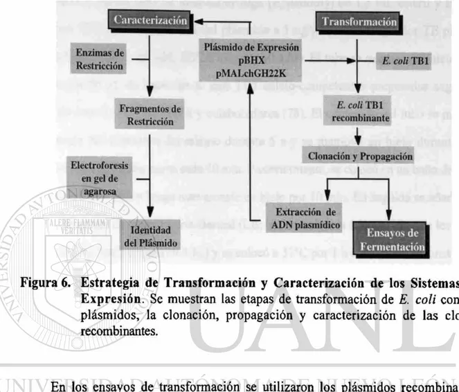 Figura 6. Estrategia de Transformación y Caracterización de los Sistemas de  Expresión