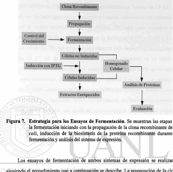 Figura 7. Estrategia para los Ensayos de Fermentación. Se muestran las etapas de  la fermentación iniciando con la propagación de la clona recombinante de E