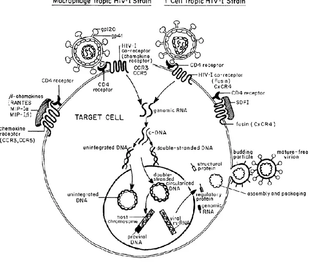 Figura  4.  Ciclo  de  replicación  del  VIH-1.  La  fusión  y  entrada  del  VIH-1  a  la  célula 