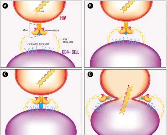 Figura 5. Proceso de fusión del VIH-1 a su célula huésped. (A) Interacción de trímero 