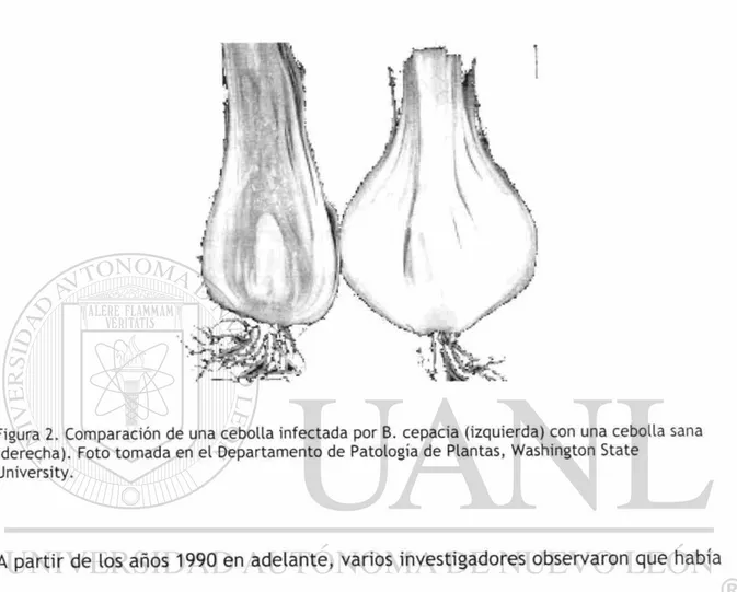Figura 2. Comparación de una cebolla infectada por B. cepacia (izquierda) con una cebolla sana  (derecha)