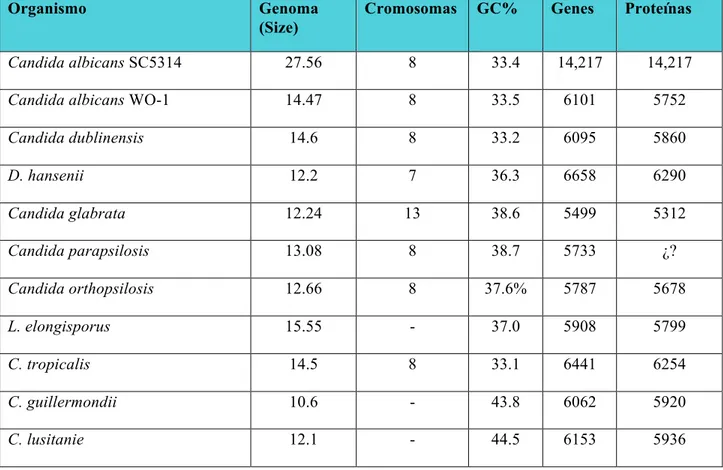 Tabla 1. Características de los genómas de especies pertenecientes al clado CTG,  incluyendo Candida glabrata (candidagenome.org; Butler et al, 2009)