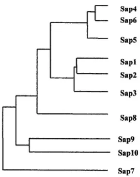 Figura 7. Dendograma de la familia proteíca aspartil-proteinasa en C. albicans (Naglik et al, 2003)
